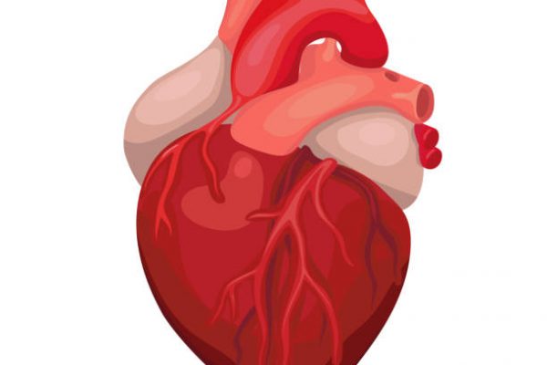 Anatomical heart isolated. Heart diagnostic center sign. Human heart cartoon design. Vector image.
