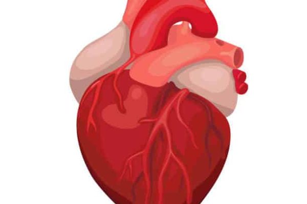 Anatomical heart isolated. Heart diagnostic center sign. Human heart cartoon design. Vector image.